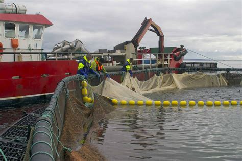 Salmon farming is costing billions in social and environmental damage