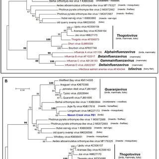 Maximum Likelihood Phylogenetic Tree Of The RNA Dependent RNA