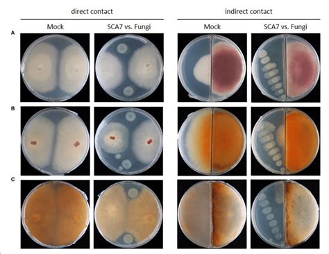 A Confrontation Assay Of Sca7 Against Plant Pathogenic Fungi A Download Scientific Diagram