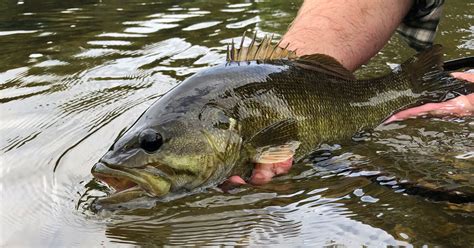 Summer Smallmouth Bass Fishing in Virginia | Virginia DWR