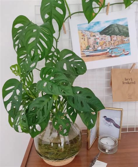 Monstera Adansonii Monkey Leaf Bersicht Pflege