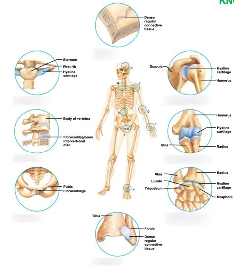 Types Of Joints Diagram Quizlet