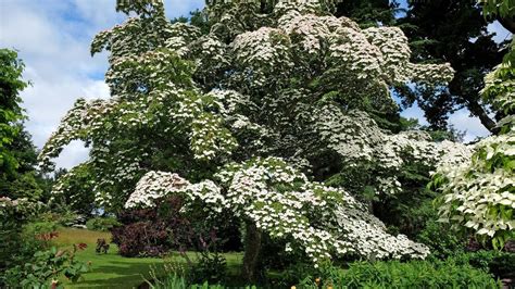 Cornouiller Du Japon Plantation Entretien Soin Le Parisien