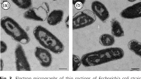 Figure 3 From Cell Structure Degradation In Escherichia Coli And Thermococcus Sp Strain Tc 1 95