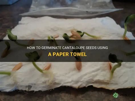 How To Germinate Cantaloupe Seeds Using A Paper Towel Shuncy