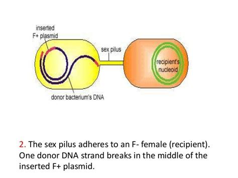 Bacterial Recombinationvplasmids And Episomes