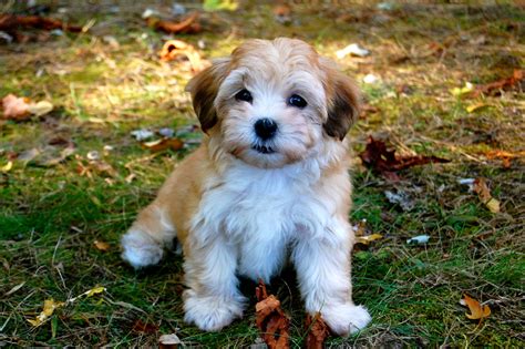 Havanese - Puppies, Rescue, Pictures, Information, Temperament