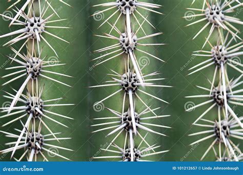 Close Up of Saguaro Cactus Spines Stock Image - Image of large ...