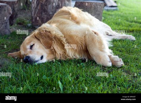 Golden retriever sleeping in the grass Stock Photo - Alamy