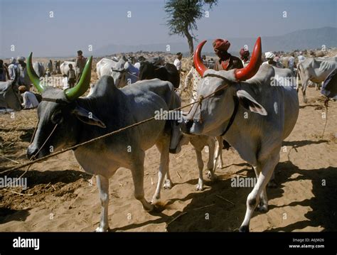 Sacred BRAHMA COWS with PAINTED HORNS at the PUSHKAR CAMEL FAIR a 5 day ...