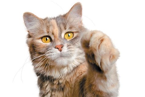 9 Interesting Facts About Cat Paws - Catster