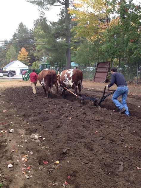 Plowing with oxen | Oxen, Horses, Hobby farms