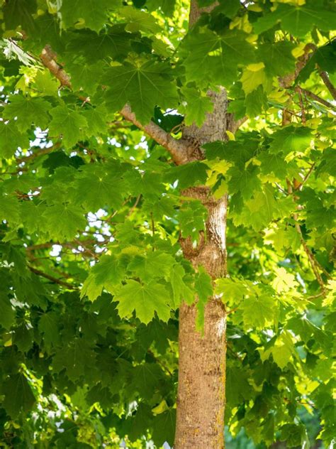 Rable Plane Acer Platanoides Plantation Culture Et Entretien