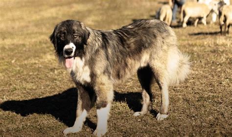 Etsaut à la découverte des chiens de berger La République des