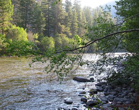 배경 화면 물줄기 자연 보호 구역 흐름 황야 초목 작은 만 나무 수자원 은행 Riparian Zone 잎 강기슭 숲 시냇물 침대 생체 삼림지