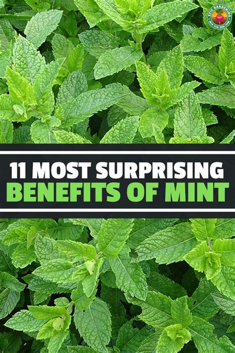 11 Most Surprising Benefits of Mint