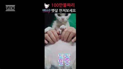 레전드 100만불짜리 고양이 뱃살고양이 고양이영상 Cat Fun 고양이일상 Youtube