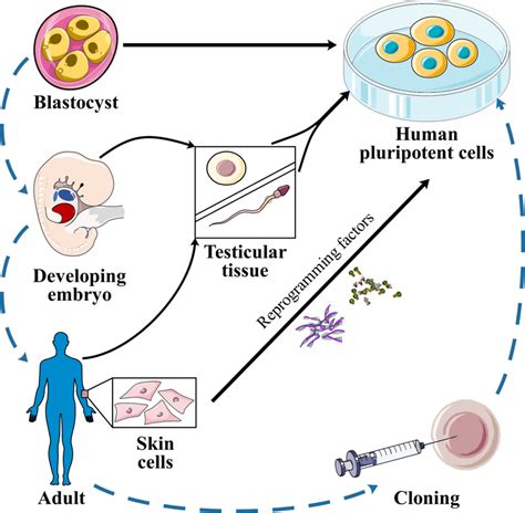 Different Sources Of Pluripotent Cells Pluripotent Human Embryonic