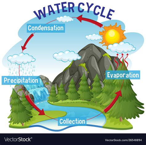 Water cycle process on earth - scientific Vector Image