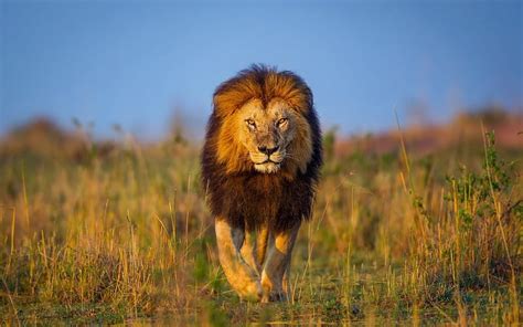 African Lion, fields, cats, big cats, animals, africa, lions, HD ...