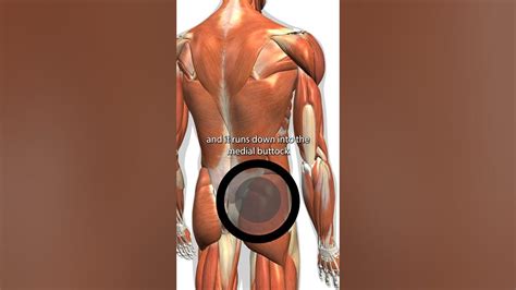 Gluteus Medius Trigger Points Youtube