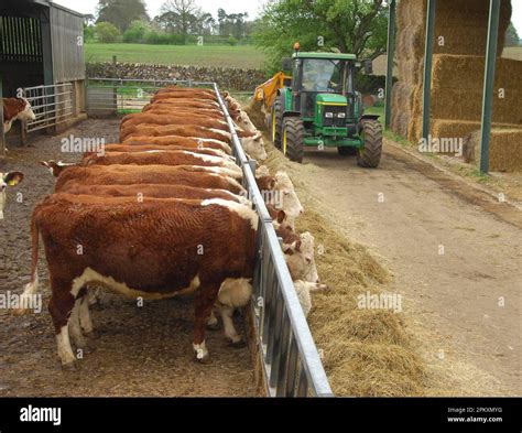 Domestic Cattle Hereford Herd Suckler Cows Feeding On Silage At The