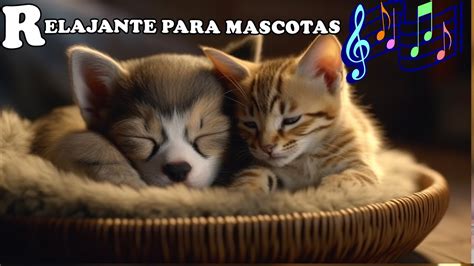 Musicoterapia Musica Relajante Para Mascotas Musica Para Gatos