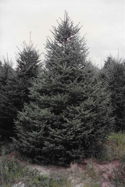 White Spruce – Mott Farms