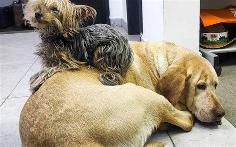 Cómo proteger a tus mascotas de los cohetes este 15 se septiembre El