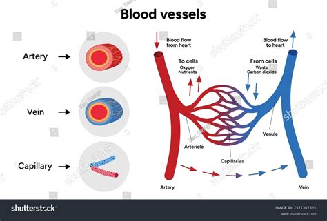 types blood vessels circulate blood  stock vector royalty