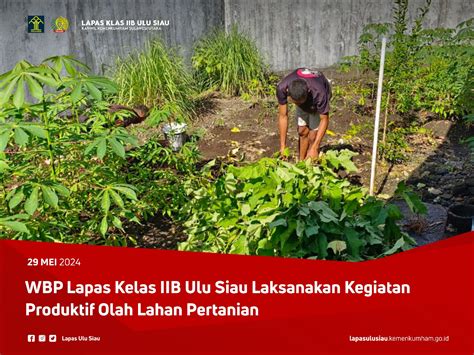 WBP Lapas Kelas IIB Ulu Siau Laksanakan Kegiatan Produktif Olah Lahan