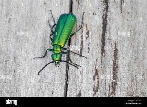 Spanish fly hi-res stock photography and images - Alamy