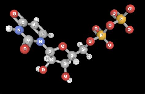 Solved What is this nucleoside phosphate?? | Chegg.com