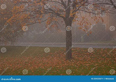 Gloomy October Morning in a Small Town with Tall Trees and Buildings ...