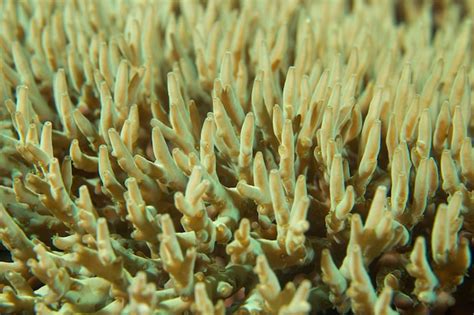 Premium Photo A Colorful Hard Coral Macro In Cebu Philippines