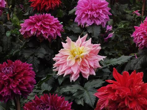 dahlia  fall season blossom stock photo image  colorful field
