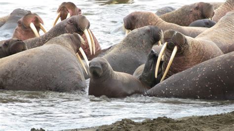 Four Charged With Illegally Killing Walruses Causing Stampedes In