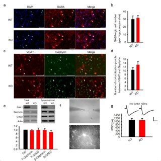 Normal GABAergic neurons, synapses, GABA receptor function and ...