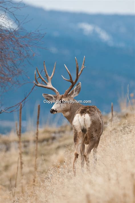 Mature Trophy Non Typical Mule Deer Buck Blue Background Tony Bynum