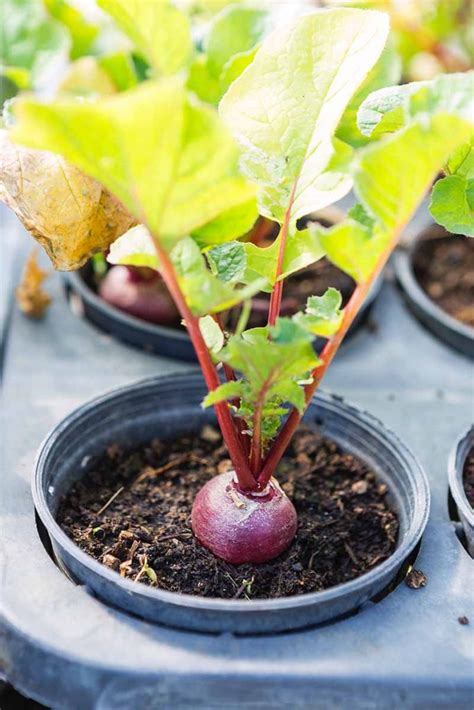 How to Grow Beets in Containers | Gardener’s Path