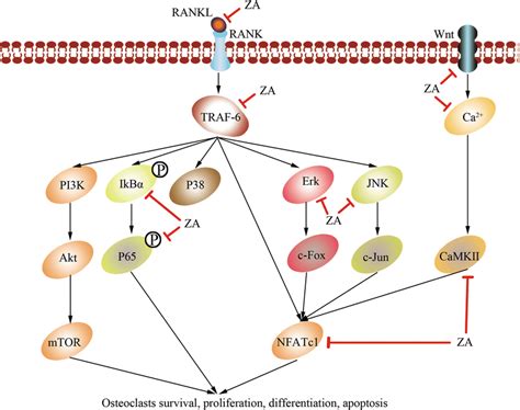 Za Inhibits The Rankl Rank Pathway The Rankl Is Thought To Bind With Download Scientific