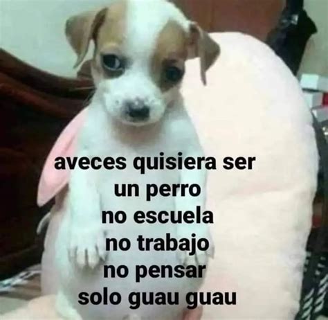 Pin De En Memes Frases Inesperadas Frases Tontas Memes Divertidos