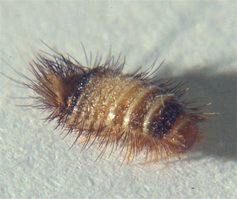 CARPET BEETLES LARVAE. BEETLES LARVAE - 30 X 50 RUG