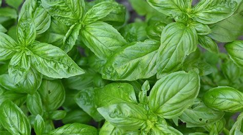 The Best Way To Freeze Basil So It Doesn T Lose Any Flavor