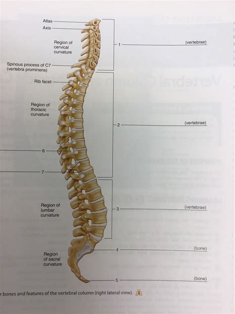 Lab 15 Figure 151 Vertebral Column Diagram Quizlet