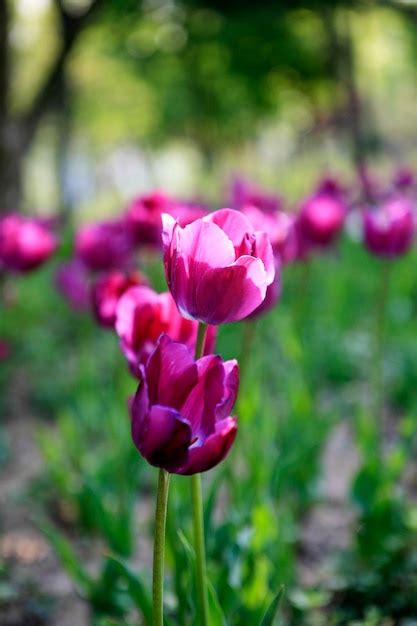 Premium Photo Pink Tulips Blooming At Park