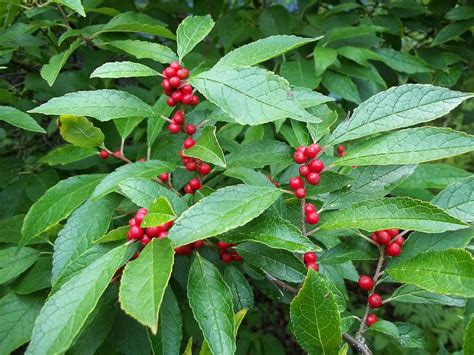 Winterberry Berries Ontario Native Plant Nursery Container Grown