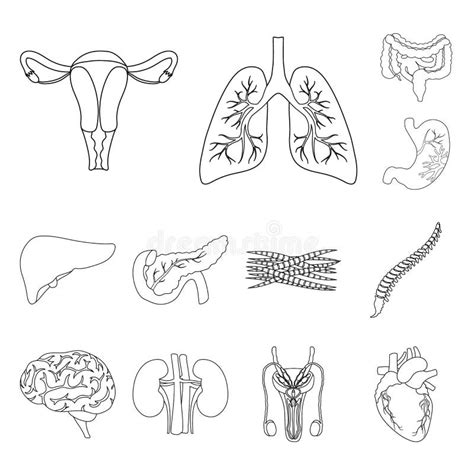 Internal Organs Of A Human Outline Icons In Set Collection For Design