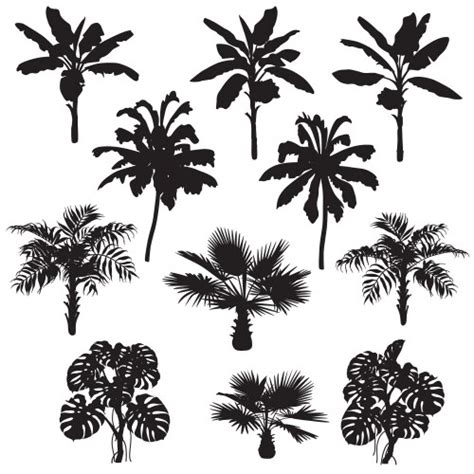 Tropical Palm Trees Set Silhouettes Royalty Free Vector