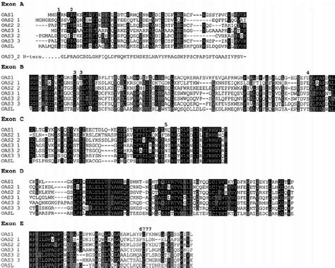 Alignment Of The Amino Acid Sequences Encoded By The Seven Groups Of Download Scientific